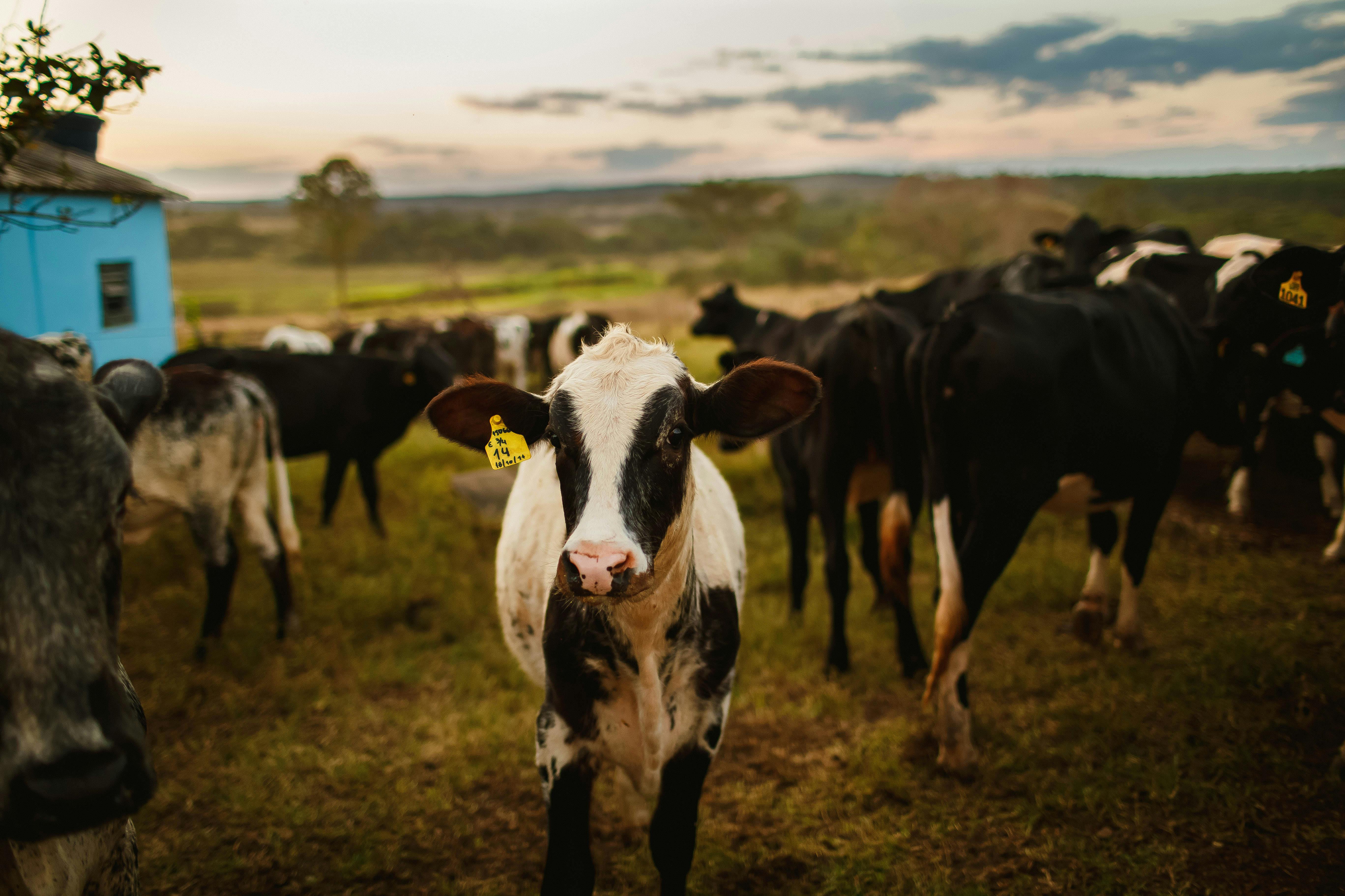 Agribusiness Loans